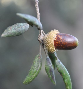 Foto: Bellota de alcornoque (Quercus suber) / Xemenendura