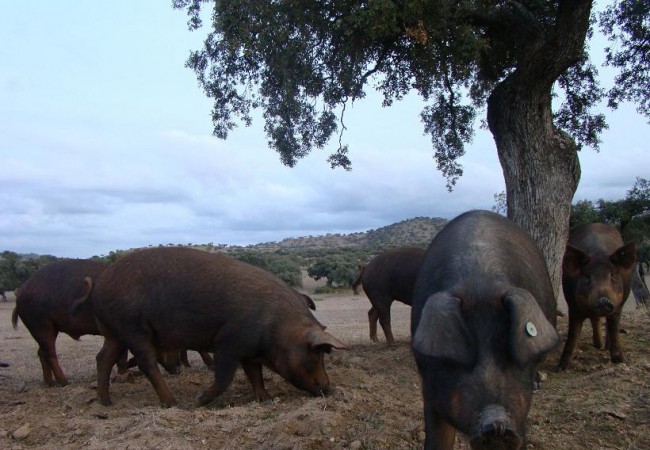 Los cochinos en la dehesa, comiendo bellotas, hierbas y otros nutrientes que le ofrece la tierra, durante los meses de Noviembre, Diciembre y Enero; eso es lo que se conoce con el nombre de montanera.