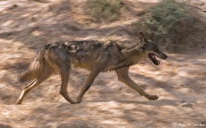 Palabra de hoy: otilar Lobo ibérico (Canis lupus signatus) / Ángel M. Sánchez                          @Angel_M_Sanchez  