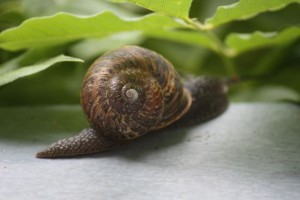 Caracol en el alféizar de la ventana / Aceytuno