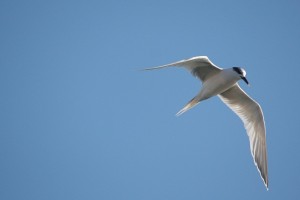 Charrán (Thalasseus sandvicensis) : Aceytuno