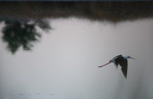 Cigüeñuela (Himantopus himantopus) / Aceytuno