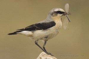 Collalba gris (Oenanthe oenanthe) / Javier Valladares