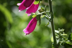 Dedalera (Digitalis purpurea) / Aceytuno