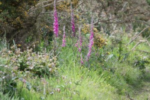 Dedaleras (Digitalis purpurea) en el camino / Aceytuno