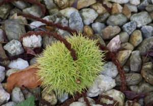 Erizo cerrado y verde del castaño (Castanea sativa) / Aceytuno