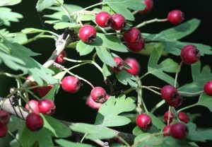 Majuelo (Crataegus monogyna) con las majuelas / Aceytuno