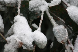 Eucalipto tras la nevada / Aceytuno