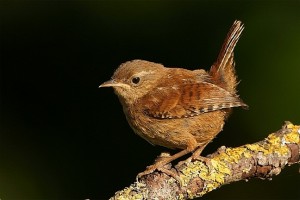 FOTO- Carriza o Chochín (Troglodytes troglodytes)  AUTOR- Luis Ojembarrena