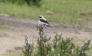 Collalba rubia (Oenanthe hispanica) / RM