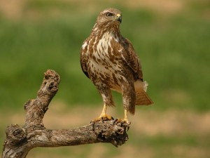 Ratonero común/Busardo ratonero (Buteo buteo)/ Luis Alberto Regalado www.digiscopeando.blogspot.com