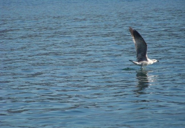 17:50  del Sábado 14 de Febrero de 2009

Buenas tardes. Lo que más me ha impresionado de navegar este sábado por vez primera cerca de la costa en el mes de febrero, ha sido