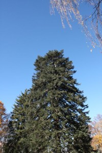 Abies pinsapo de La Granja/ Noviembre 2015/ Aceytuno