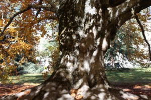 Tronco de haya (Fagus sylvatica) / La Granja (Segovia) 8-11-2015/ Aceytuno