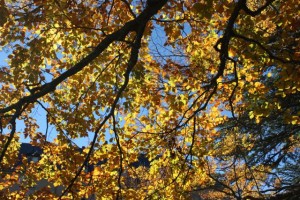 Cielo y hojas de haya el 8-11-2015/ Aceytuno