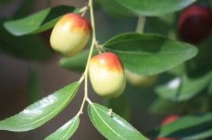 Azufaifas o frutos del azufaifo.