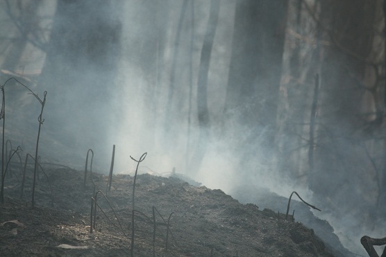 Para que os hagáis una idea, mientras charlaba con unos paisanos, se oía, entre las cenizas, el gemido de un corcino, una cría de corzo que no pudimos ver pero que se oía de fondo mientras hablábamos del incendio.
Mónica Fernández-Aceytuno