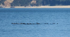 Hilera de negrones sobre la ría el 24-5-2017