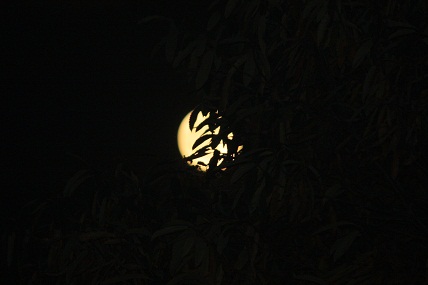 Esta luna llena de noviembre toca las ramas de los castaños donde veo, como sumergidos en la luz,la sombra de los peces y de los pájaros y de un gato que las hojas imaginan.

Mónica Fernández-Aceytuno