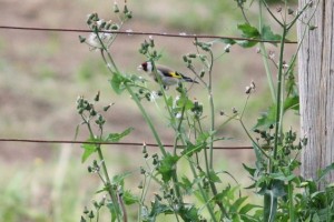 Jilguero (Carduelis carduelis) / Aceytuno