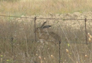 Liebre (Lepus granatensis) / Pilar López