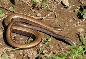 Lución (Anguis fragilis). Hembra adulta de Cerceda (A Coruña), con la cola intacta / Profesor Pedro Galán