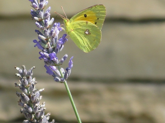 Envío la foto de una mariposa Colias libando sobre una lavanda.

Pilar