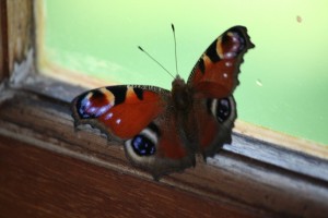 Mariposa Pavo Real (Inachis io) bordoneando el cristal de una ventana de la galería/ Aceytuno