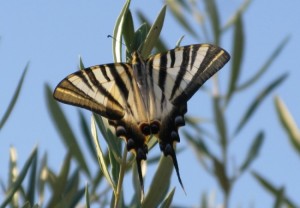 Mariposa podalirio o chupaleche (Iphiclides podalirius)/ Pilar López