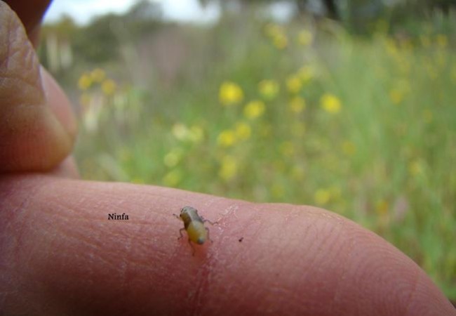 Sobre mi dedo pueden observar el insecto que alberga el salivazo. Una vez puesto sobre la planta, el insecto vuelve a producir de nuevo su protección.