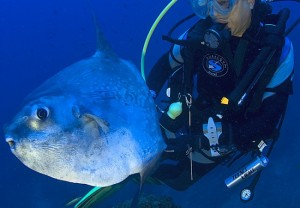 Pez luna (Mola mola) / Manuel Campillo