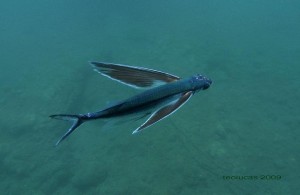 Pez volador (Cheilopogon heterurus) o juriola / Teo Lucas