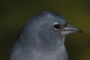 Pinzón Azul del Teide (Fringilla teydea teydea) / Jaisiel