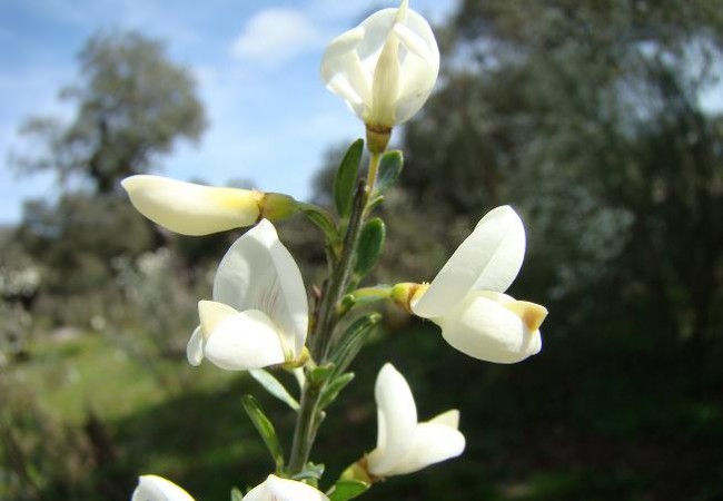 En la fotografía pueden observar las blancas flores de la retama blanca, uno de los primeros matorrales que se observan aquí con esa explosión de color