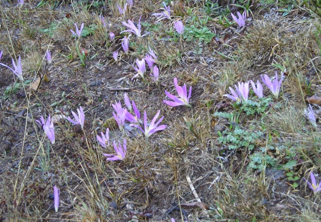 10:03  La flor de otoño ha emergido ya de la tierra en algunos montes donde ha llovido. Las vacas no la comen. Es más tóxica que una seta, pero hermosísima y como si estuviera hermanada con la flor del azafrán, florecen casi a la vez…