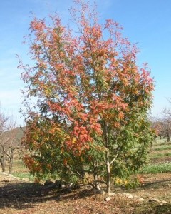 Serbal de Cazador en El Mas de Enqueixa / Electra Pallarés