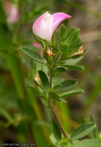 Ononis spinosa L. subsp. spinosa / Sergio González Ahedo