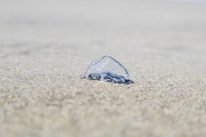 Velella velella / Aceytuno