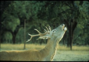 Venado por cortesía del centro de documentación del Parque Nacional de Monfragüe / Juan Carlos Grande Miguel