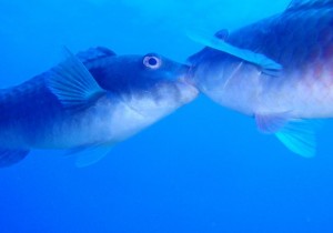 Vieja (Sparisoma cretense) machos. Cristóbal Richart de Buceo la Restinga