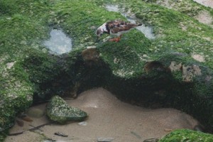 Vuelvepiedras sobre las rocas en Biarritz / Aceytuno