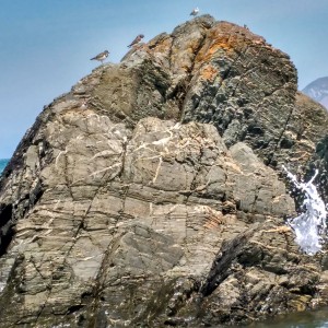 Vuelvepiedras refugiado en las rocas cercanas a la playa el 1-9-2016 / Aceytuno