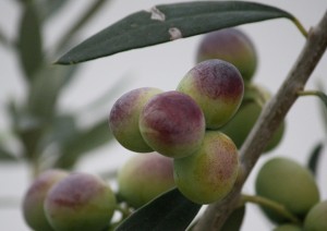 Las aceitunas se oscurecen con los días / Aceytuno