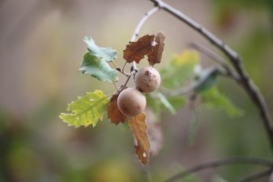 Agallas del quejigo / Aceytuno