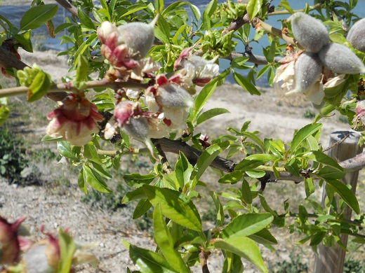 Los almendros de floración tardía se salvaron de las heladas y ahora las almendras están creciendo muy deprisa a pesar de la sequía y de los fuertes vientos de levante que están sufriendo.

Joaquín