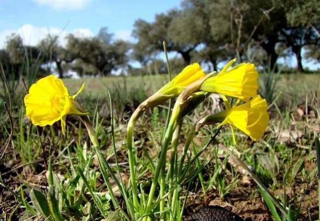 En un claro del encinar donde el sol ilumina y caldea la tierra, crecen algunos Narcisos amarillos, como los de la fotografía.