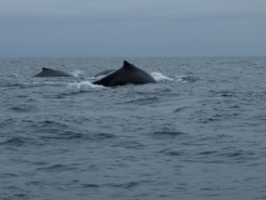 ballenas jorobadas 2