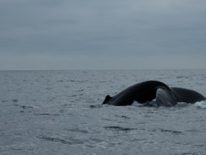 ballenas jorobadas