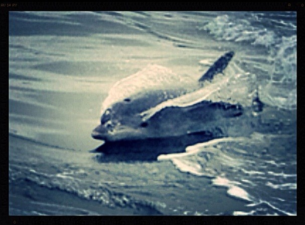 Sigue habiendo delfines en la ría y hoy nos encontramos, casi en la bocana del puerto, al menos una docena con sus crías.

Mónica Fernández-Aceytuno