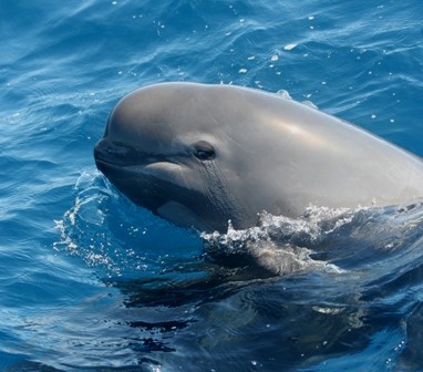 8:45 h El biólogo Juan Manuel Salazar, nos informa sobre una población de orcas que son semiresidentes en la zona del estrecho de Gibraltar. Esta es una de sus fotografías realizada en una de sus salidas al mar, en la que se ve a un calderón llorando